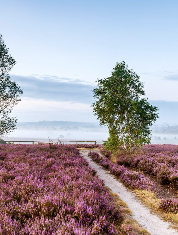 Wandern zur Heideblüte