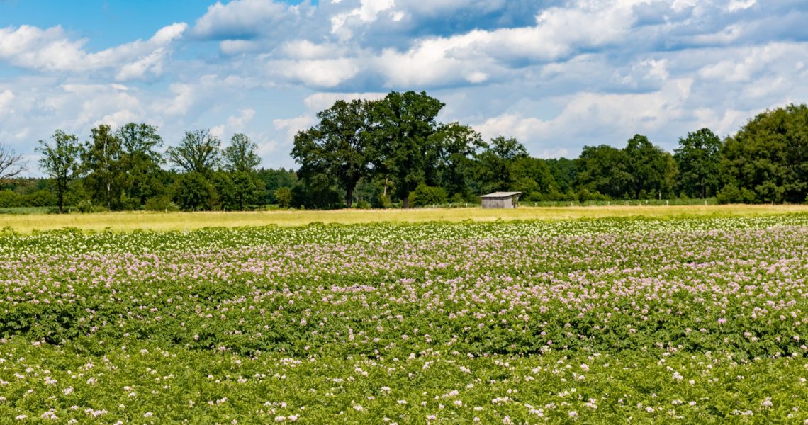 Grünes Meer aus unendlichen Weiten