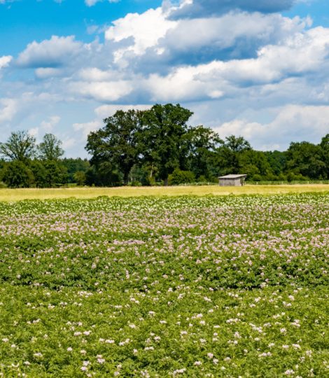 Grünes Meer aus unendlichen Weiten