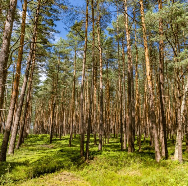 Schattige Wälder in der Lüneburger Heide
