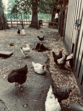 Mehrere Hühner laufen im Freien umher.
