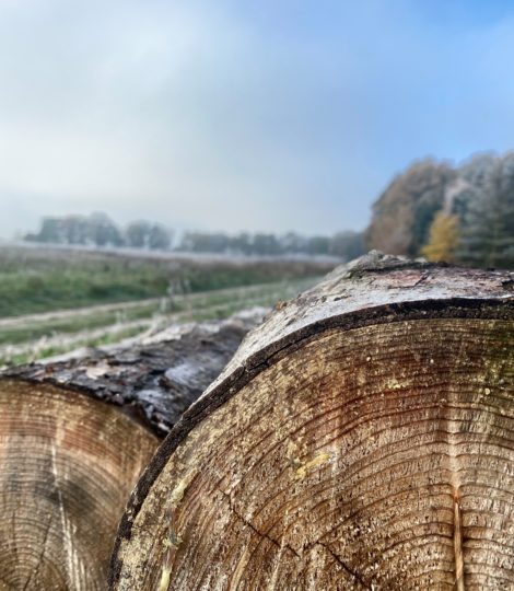 Detailaufnahme eines Baumstammes liegend auf einer Wiese.