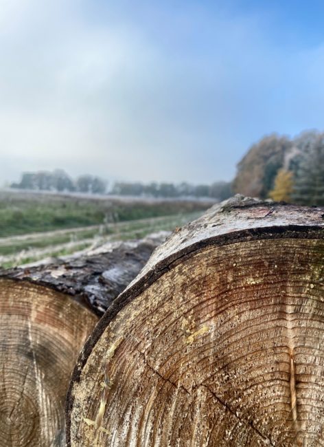 Detailaufnahme eines Baumstammes liegend auf einer Wiese.