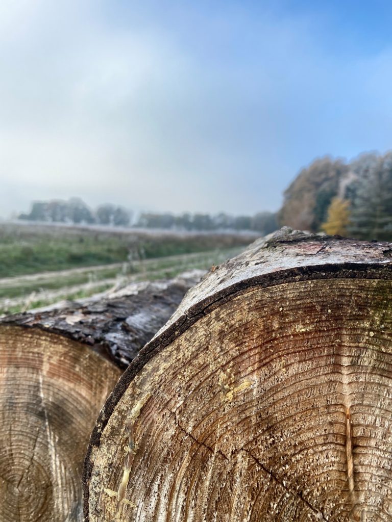 Detailaufnahme eines Baumstammes liegend auf einer Wiese.