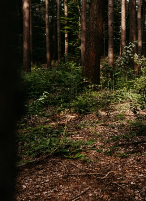 Wald nahe dem Landhaus Averbeck