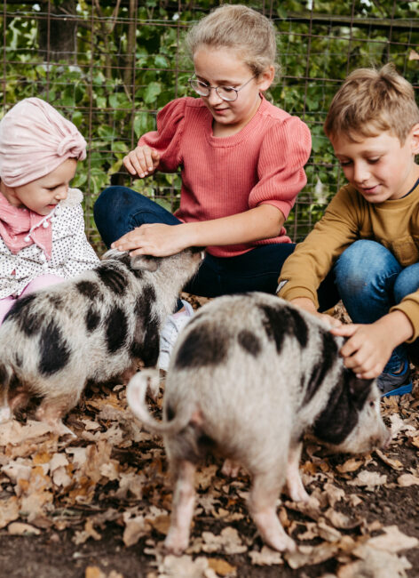 Drei Kinder füttern Minischweine auf dem Bauernhof