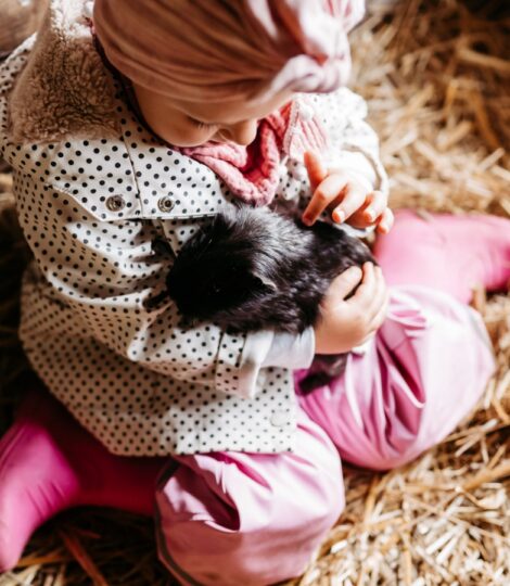 Kleines Mädchen sitzt im Stall und hält ein Meerschweinchen