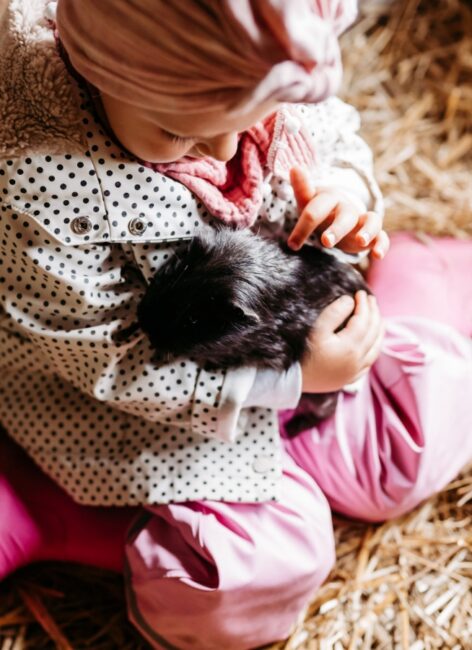 Kleines Mädchen sitzt im Stall und hält ein Meerschweinchen