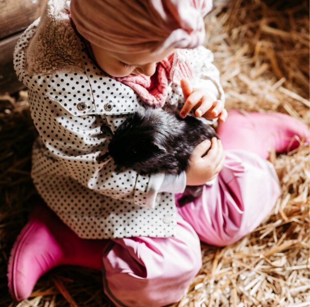 Kleines Mädchen sitzt im Stall und hält ein Meerschweinchen