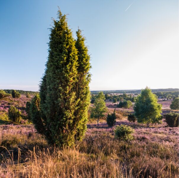 Baum mitten in der Lüneburger Heide