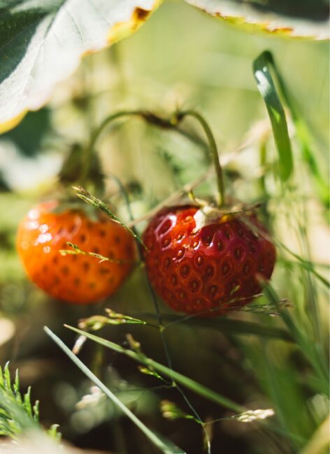 Zwei erntereife Erdbeeren