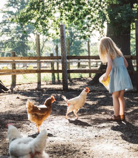 Ein kleines Mädchen füttert drei Hühner im Hühnerstall
