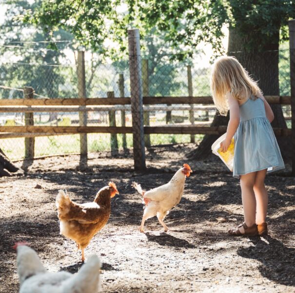Ein kleines Mädchen füttert drei Hühner im Hühnerstall