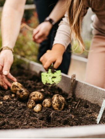 Zwei Personen buddeln mit einer kleinen Schaufel Kartoffeln aus im Hotel mit Kinderbetreuung