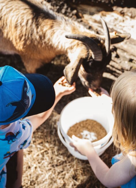 Zwei Kinder füttern eine Ziege im Hotel mit Kinderbetreuung