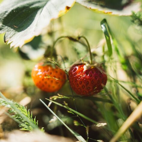 Zwei Erdbeeren hängen an der Pflanze