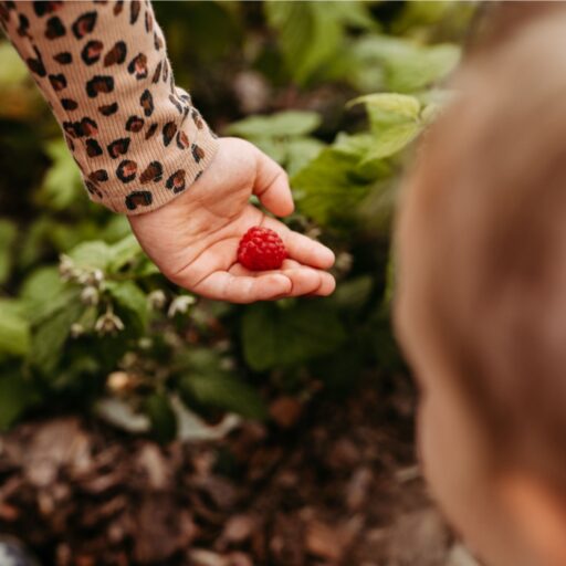 Eine Kinderhand hält eine Himbeere in der Hand im Landhaus Averbeck