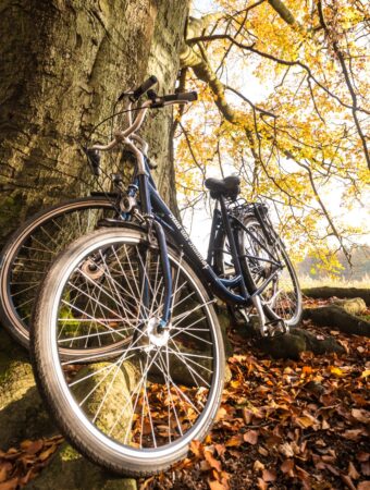 Zwei Fahrräder lehnen an einem Baum im Wald nahe dem Landhaus Averbeck