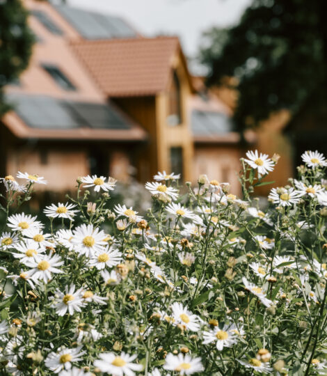 Nahaufnahme von Gänseblümchen vor dem Familienhotel in Deutschland