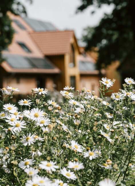 Nahaufnahme von Gänseblümchen vor dem Familienhotel in Deutschland