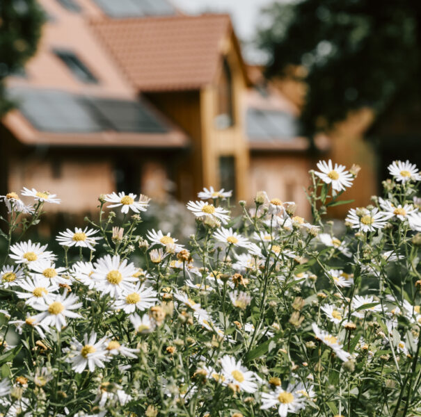 Nahaufnahme von Gänseblümchen vor dem Familienhotel in Deutschland