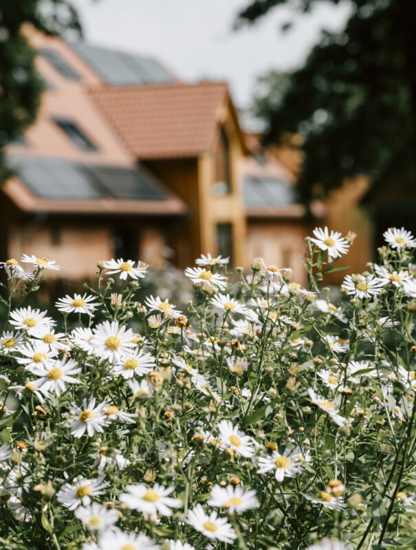 Nahaufnahme von Gänseblümchen vor dem Familienhotel in Deutschland