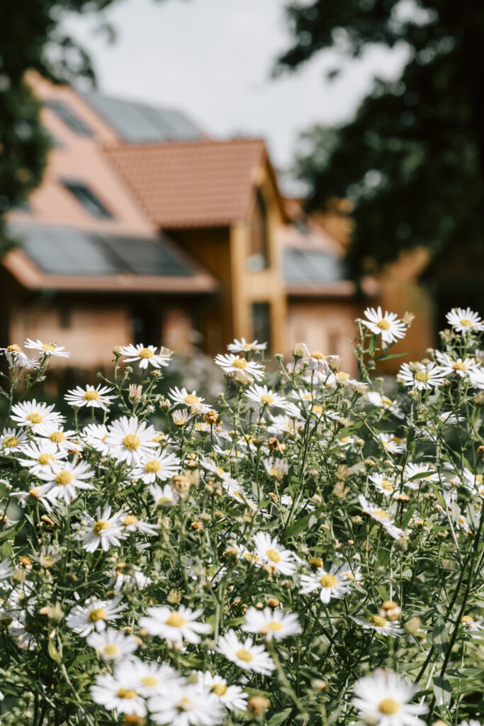 Nahaufnahme von Gänseblümchen vor dem Familienhotel in Deutschland