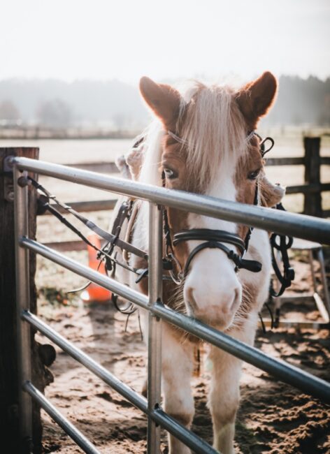 Pferd steht hinter Zaun auf dem Reitplatz in Landhaus Averbeck