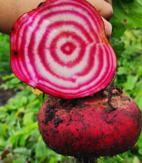 Eine aufgeschnittene rote Beete auf einem Feld