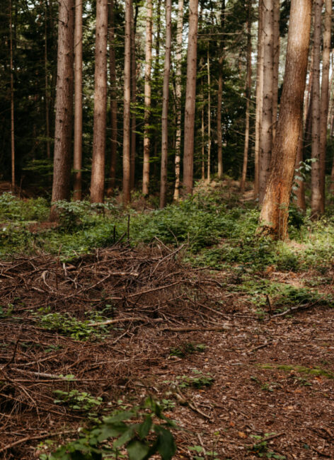 Wald mit vielen Zweigen auf dem Boden nahe dem Familienhotel mit Bauernhof