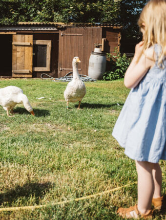Kleines Mädchen beobachtet zwei Gänse auf einer Wiese im Familienhotel mit Bauernhof