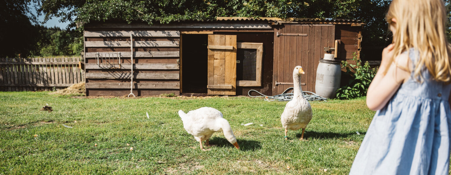 Ein kleines Mädchen betrachtet zwei Gänse im Landhaus Averbeck