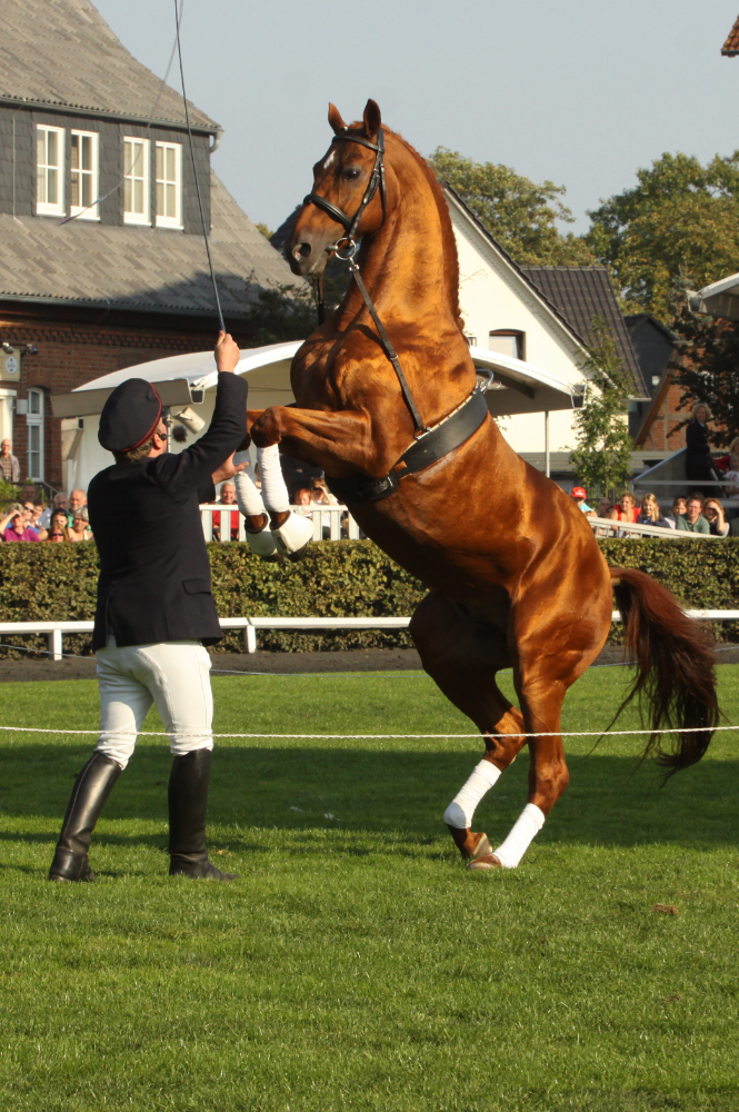 Ein Trainer steht mit seiner Peitsche vor einem Pferd, das bei einer Show auf beiden Hinterhufen steht