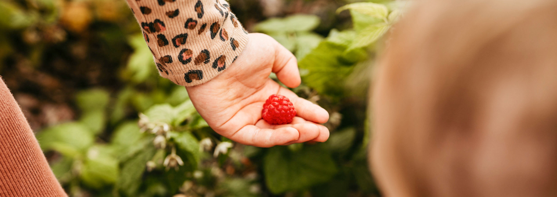 Eine Himbeere liegt in einer Kinderhand