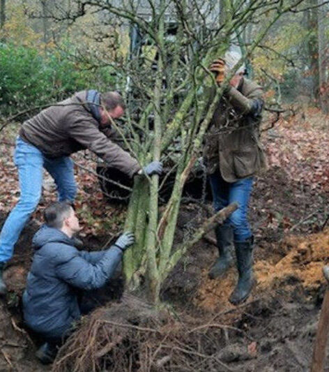 Drei Männer graben einen Baum aus im Familienhotel im Familienhotel in Niedersachsen