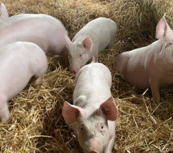 Fünf kleine Schweine im Stroh