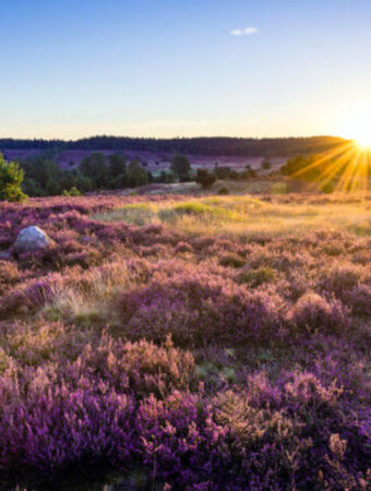 Sonnenuntergang über der Lüneburger Heide