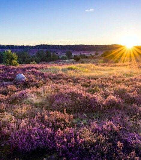 Sonnenuntergang über der Lüneburger Heide