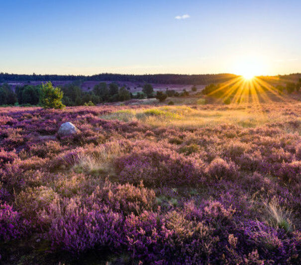 Sonnenuntergang über der Lüneburger Heide