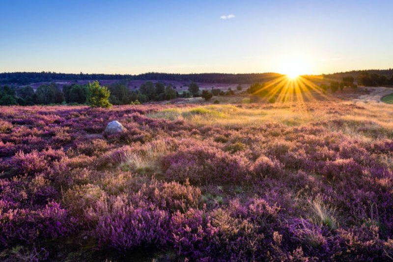 Sonnenuntergang über der Lüneburger Heide