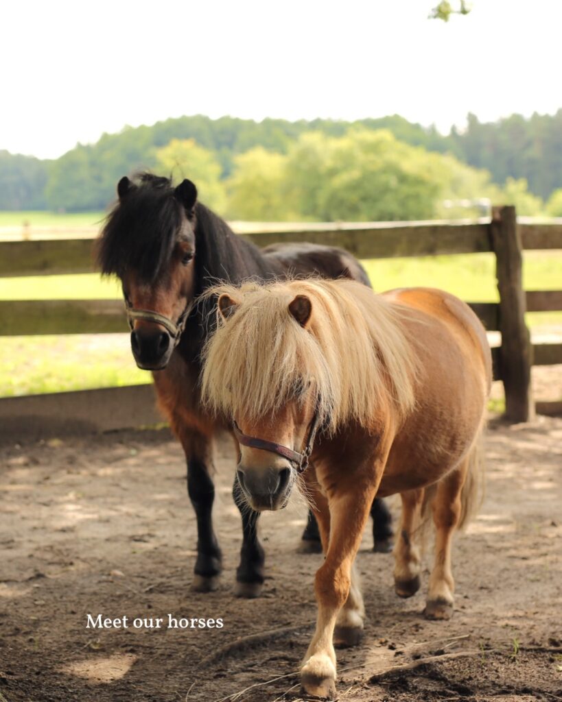 Meet our horses: Persönlichkeiten auf vier Hufen!